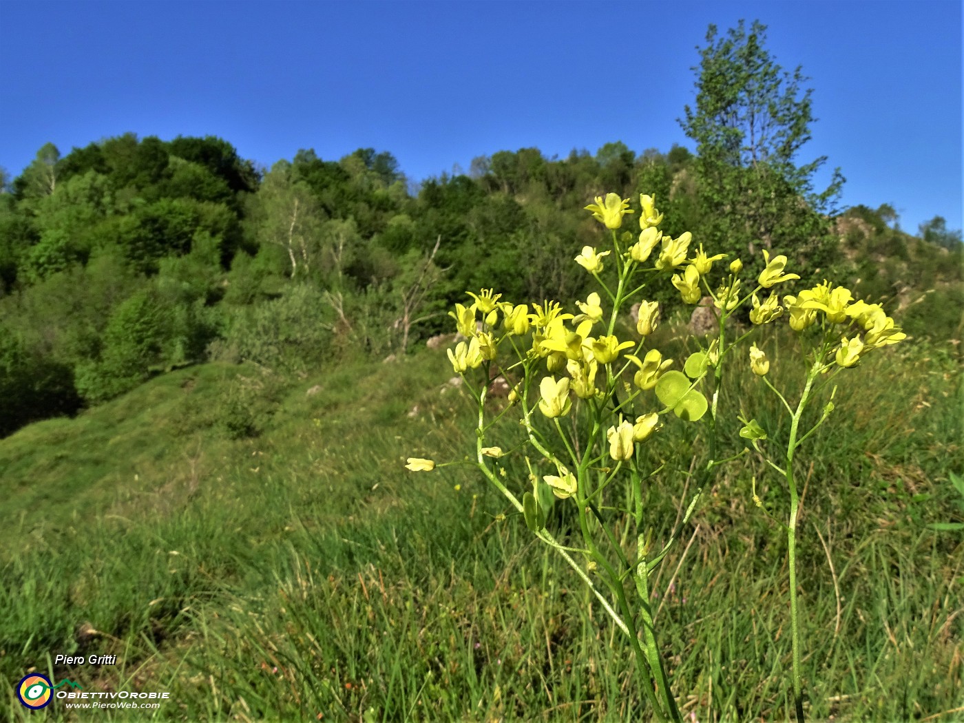 16 Biscutella laevigata (Biscutella montanina) salendo in Corna Bianca.JPG